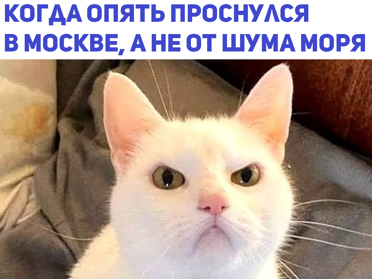 And it's also a working day on Saturday! - Moscow, Humor, Sea, Dream, Infuriates, Picture with text, Weekend, cat