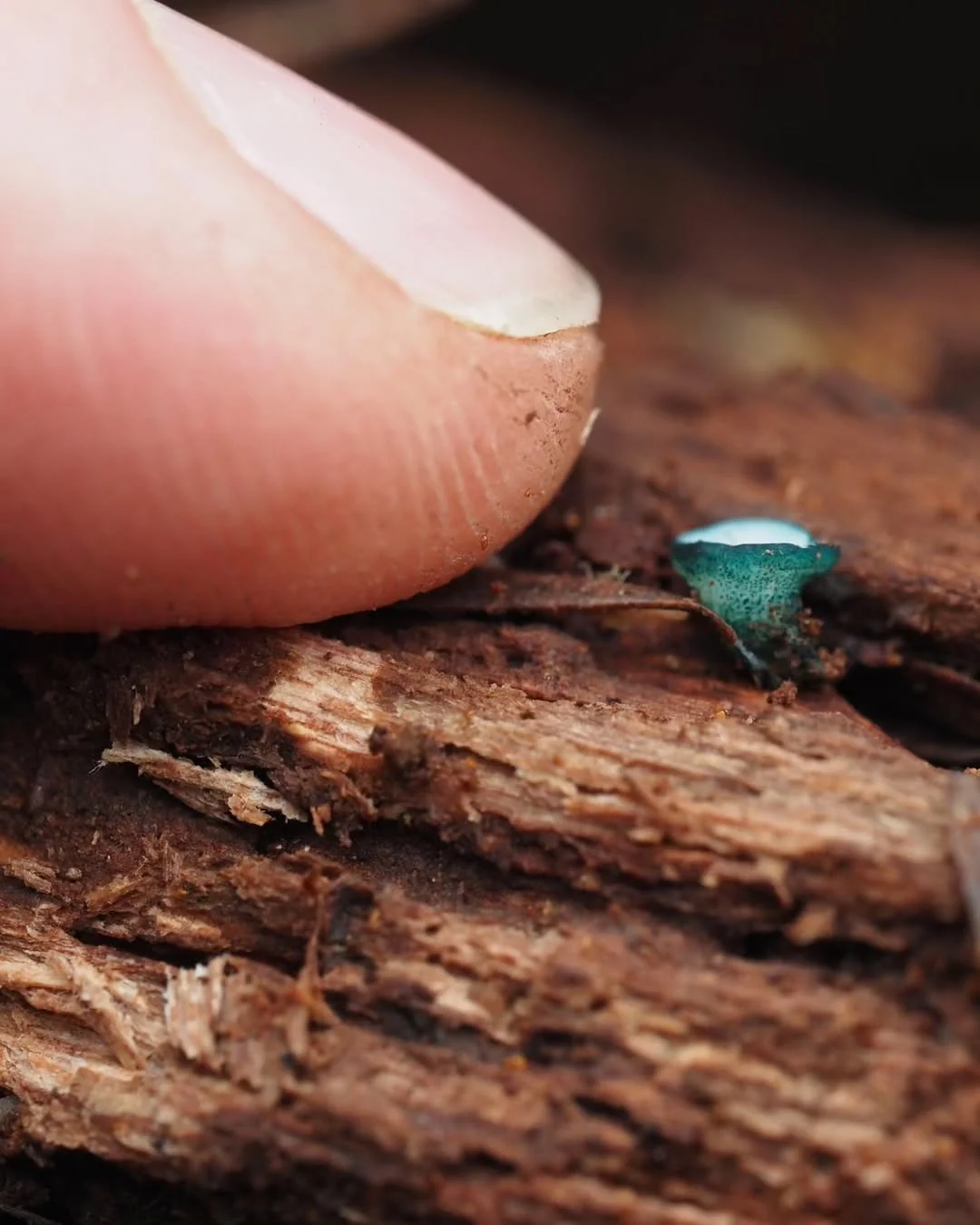 Microfungi under a macro lens - Mushrooms, Micro, Macro photography, The photo, Longpost