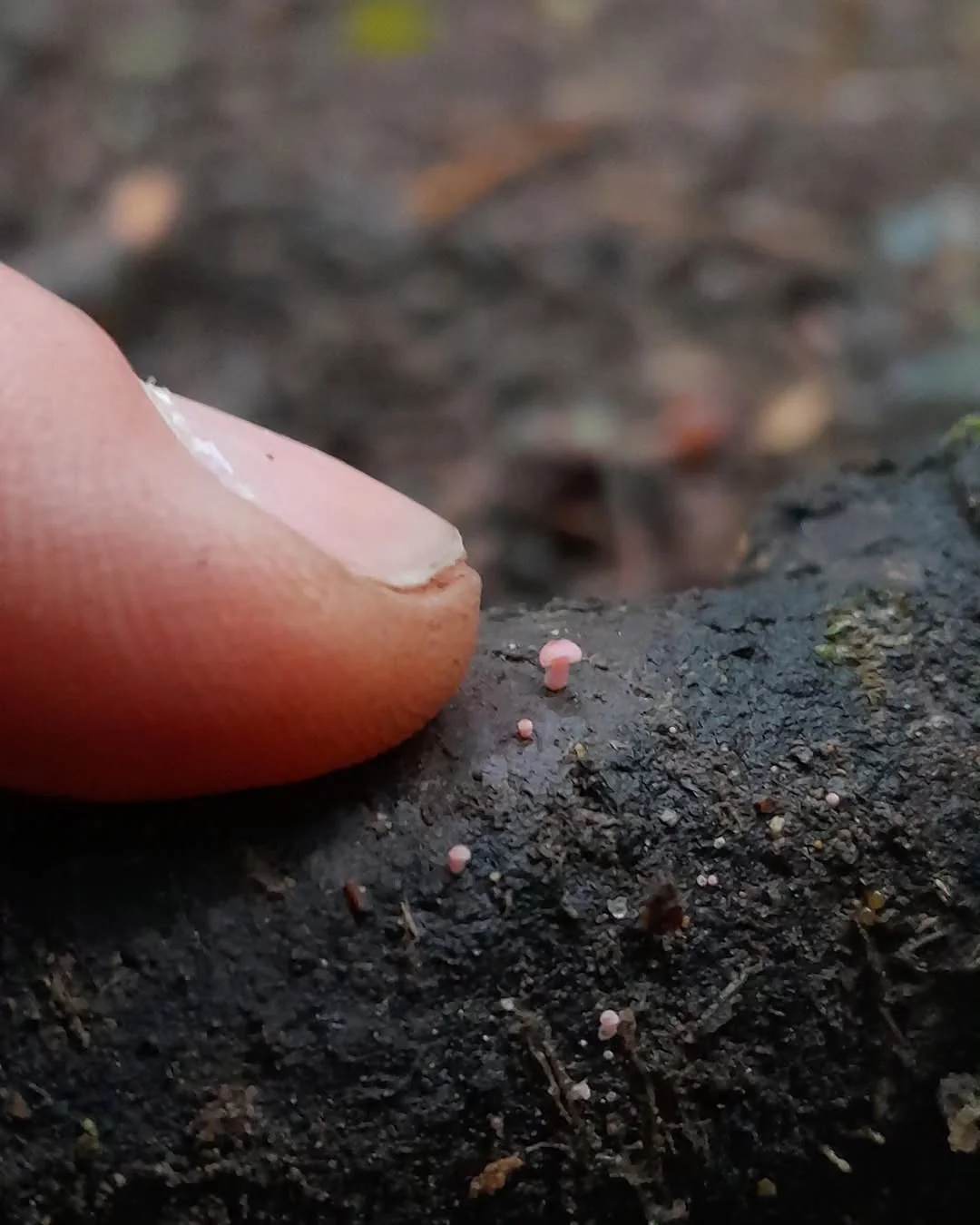 Microfungi under a macro lens - Mushrooms, Micro, Macro photography, The photo, Longpost