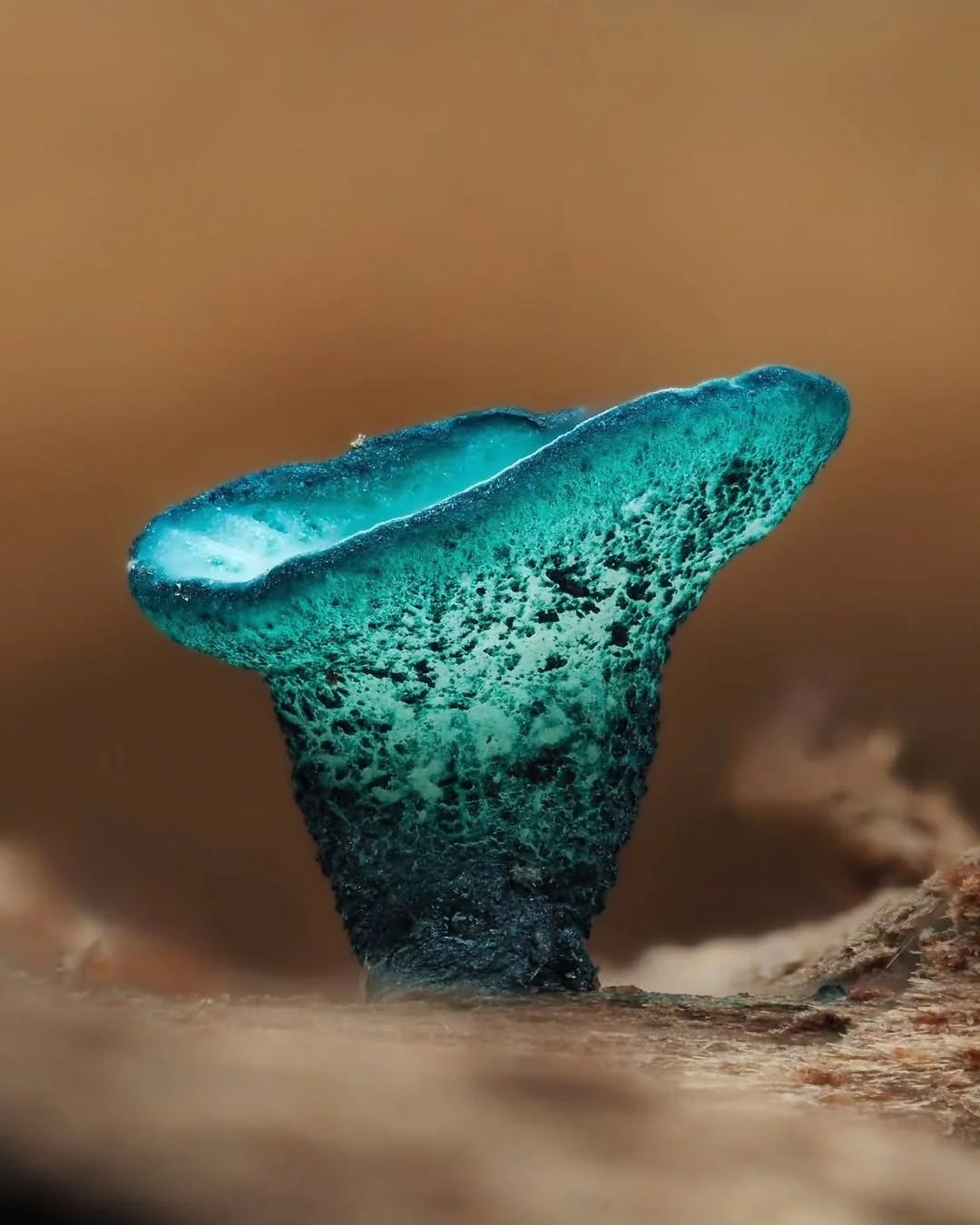 Microfungi under a macro lens - Mushrooms, Micro, Macro photography, The photo, Longpost