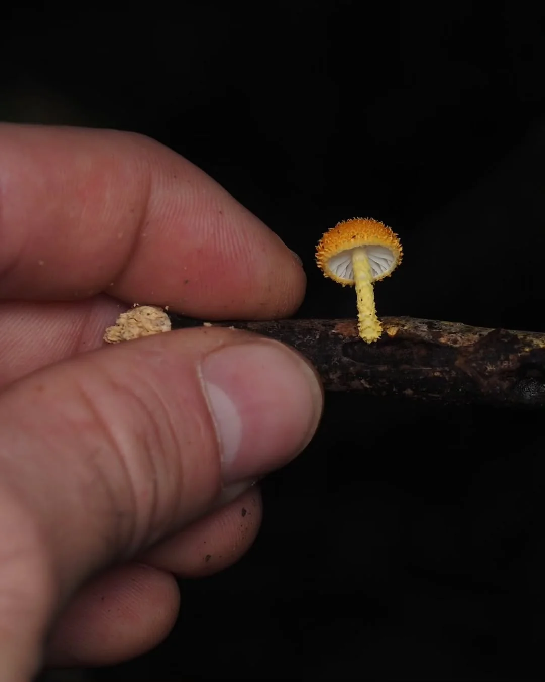 Microfungi under a macro lens - Mushrooms, Micro, Macro photography, The photo, Longpost