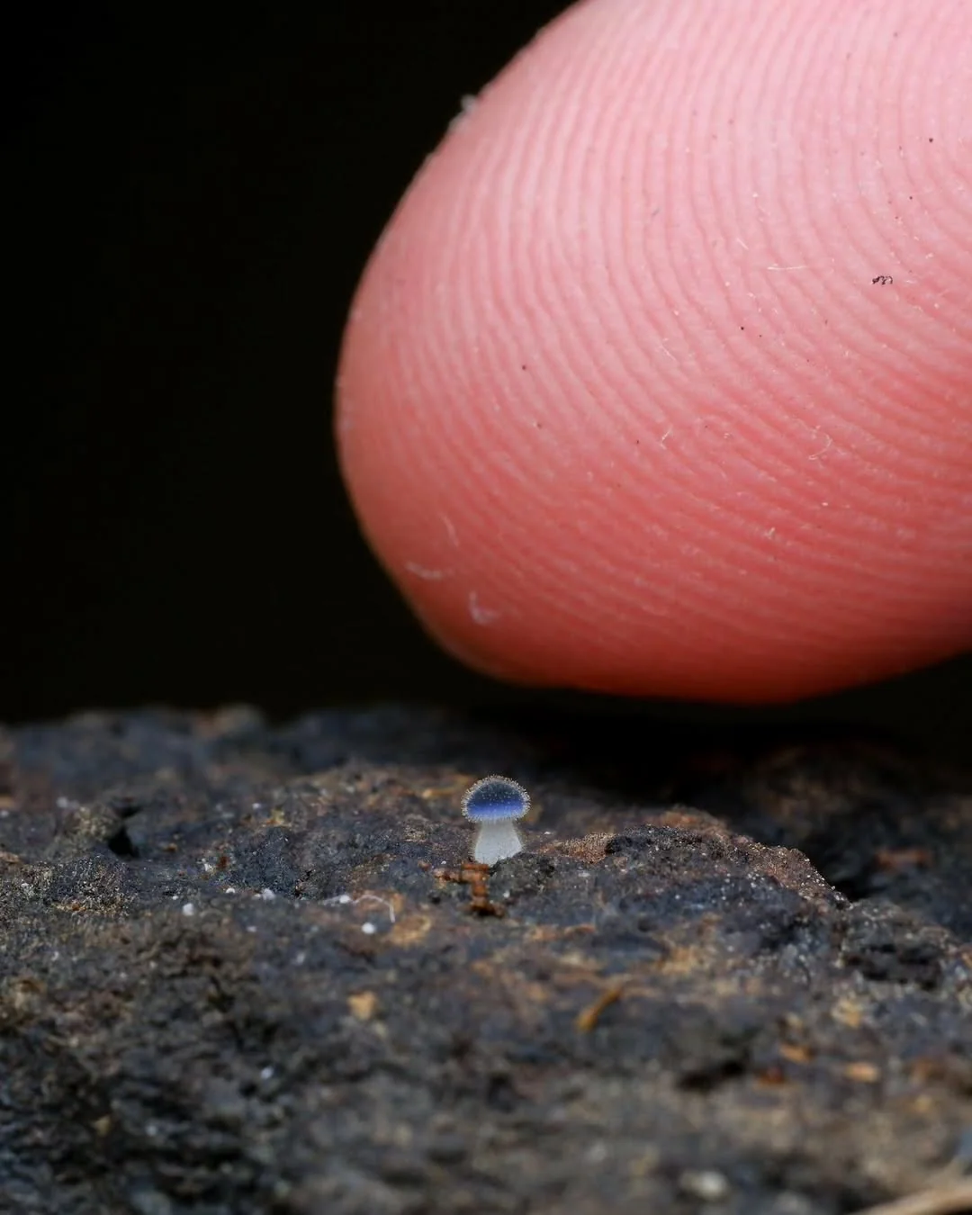 Microfungi under a macro lens - Mushrooms, Micro, Macro photography, The photo, Longpost