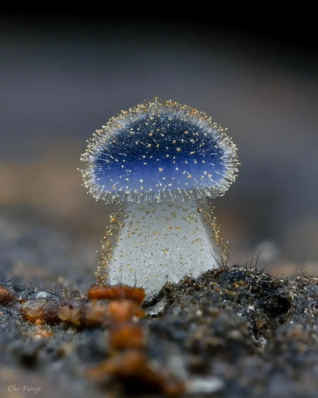 Microfungi under a macro lens - Mushrooms, Micro, Macro photography, The photo, Longpost