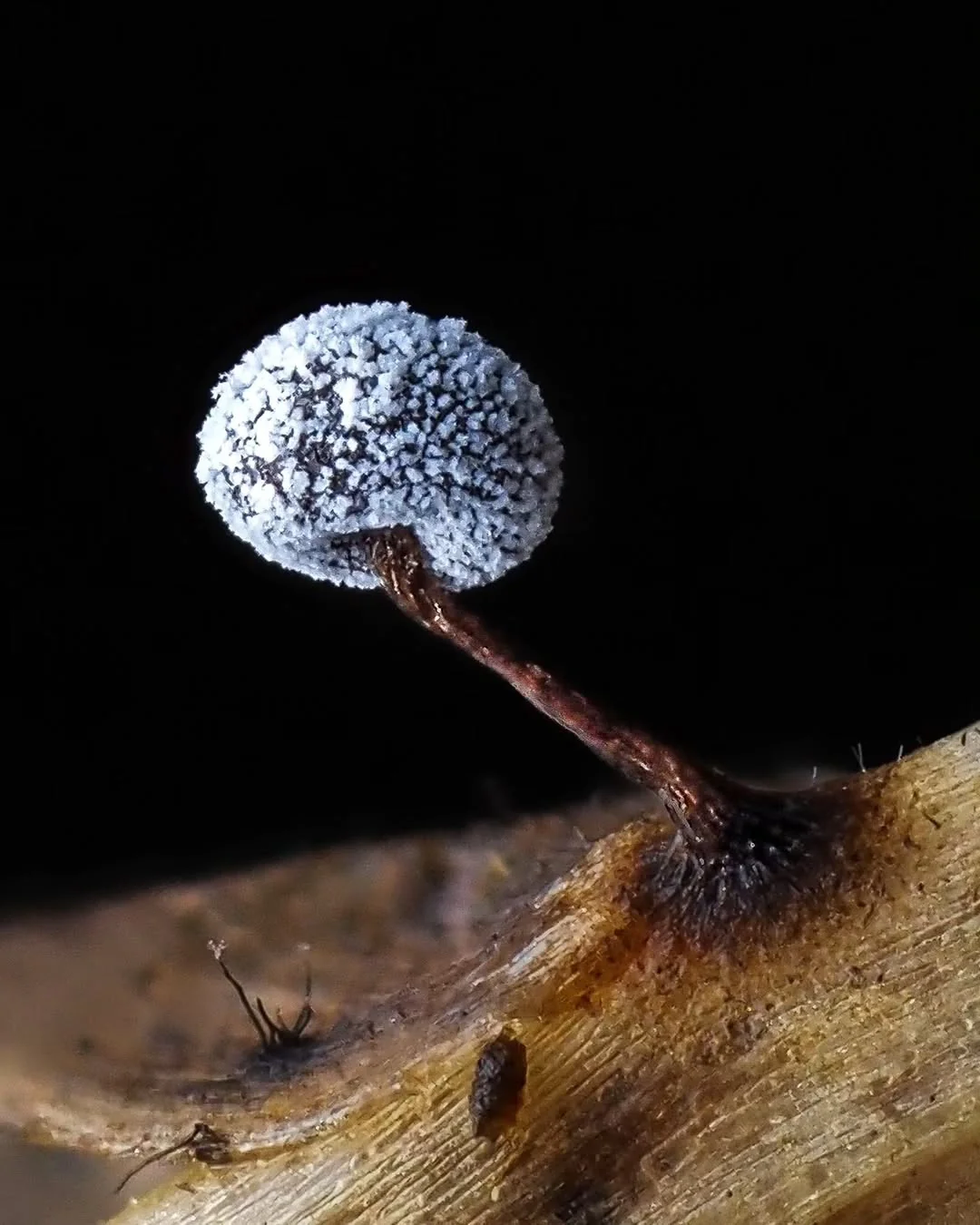 Microfungi under a macro lens - Mushrooms, Micro, Macro photography, The photo, Longpost