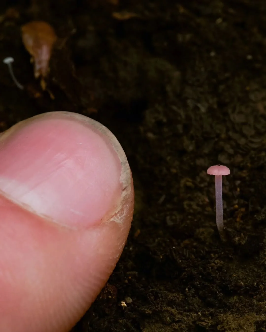 Microfungi under a macro lens - Mushrooms, Micro, Macro photography, The photo, Longpost