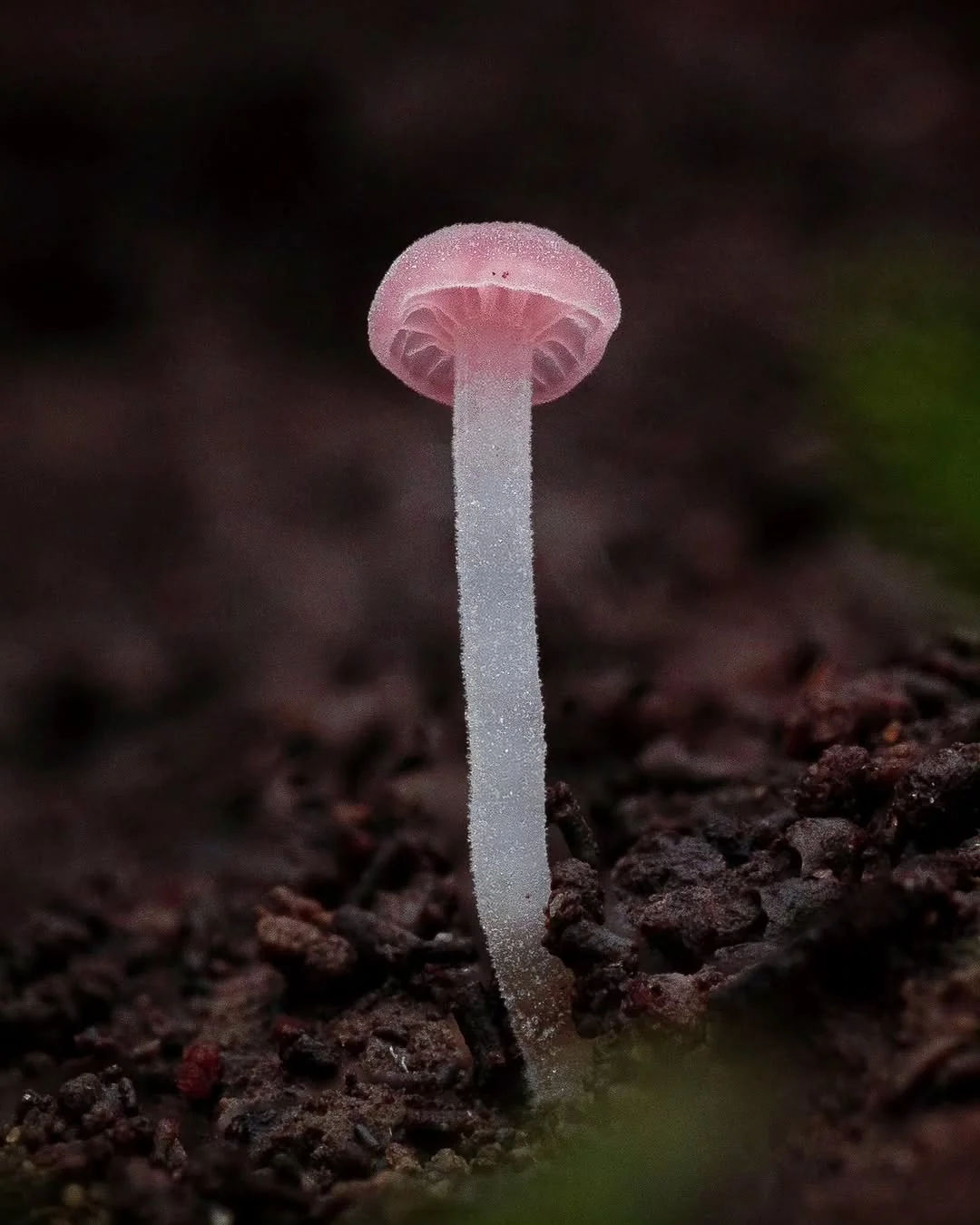 Microfungi under a macro lens - Mushrooms, Micro, Macro photography, The photo, Longpost