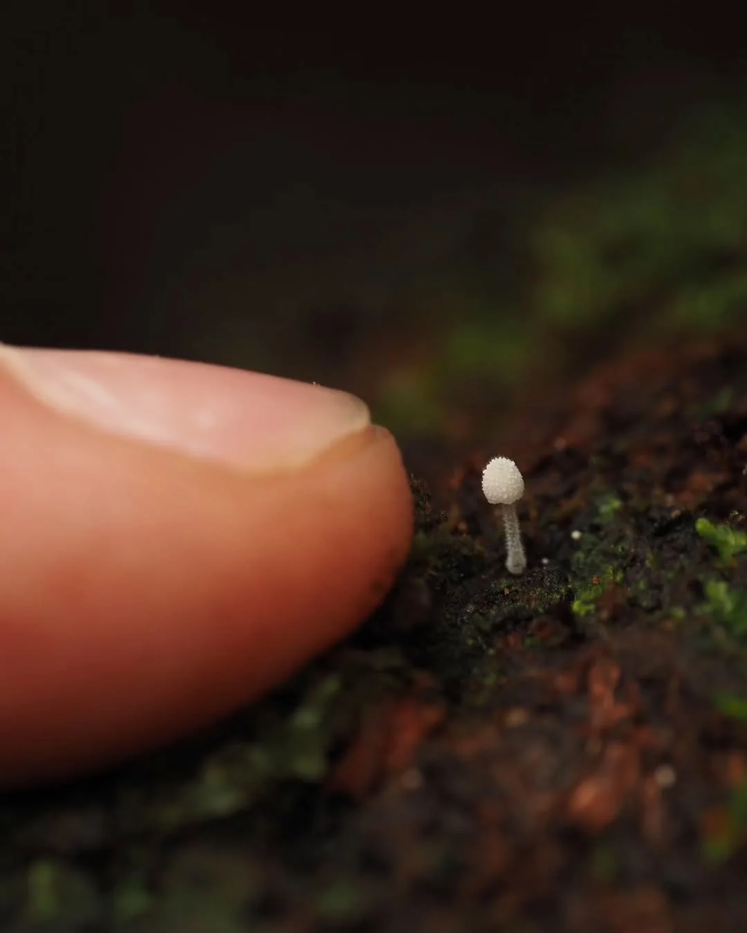 Microfungi under a macro lens - Mushrooms, Micro, Macro photography, The photo, Longpost