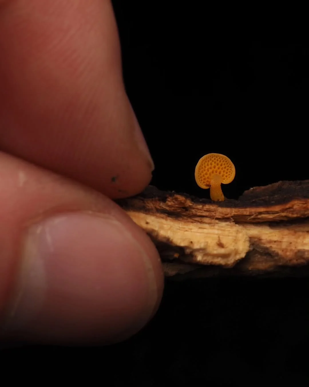 Microfungi under a macro lens - Mushrooms, Micro, Macro photography, The photo, Longpost