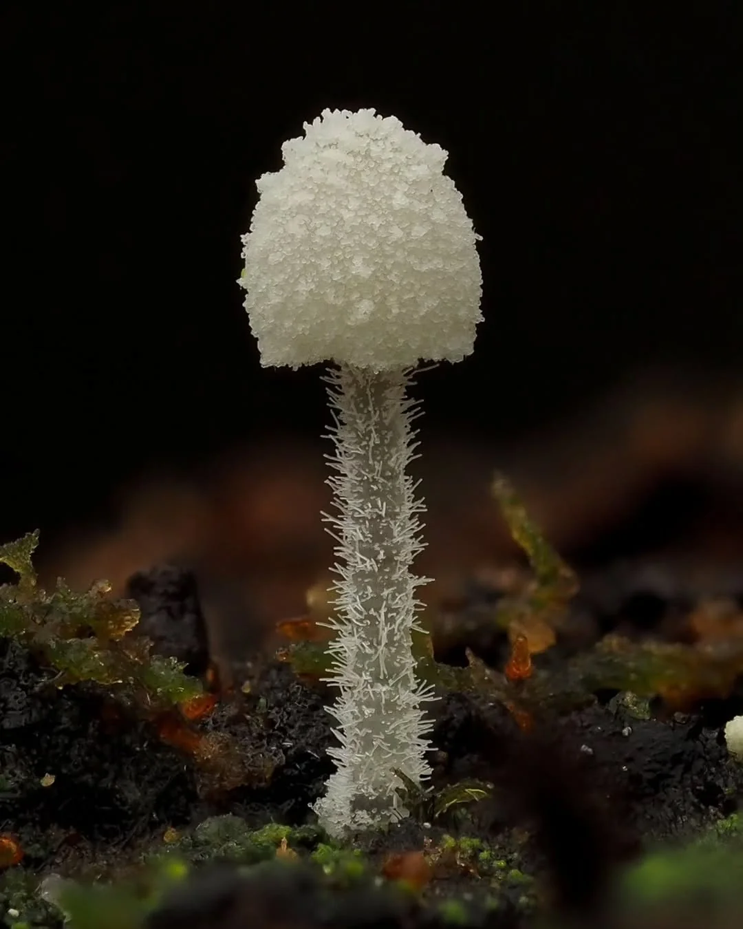 Microfungi under a macro lens - Mushrooms, Micro, Macro photography, The photo, Longpost