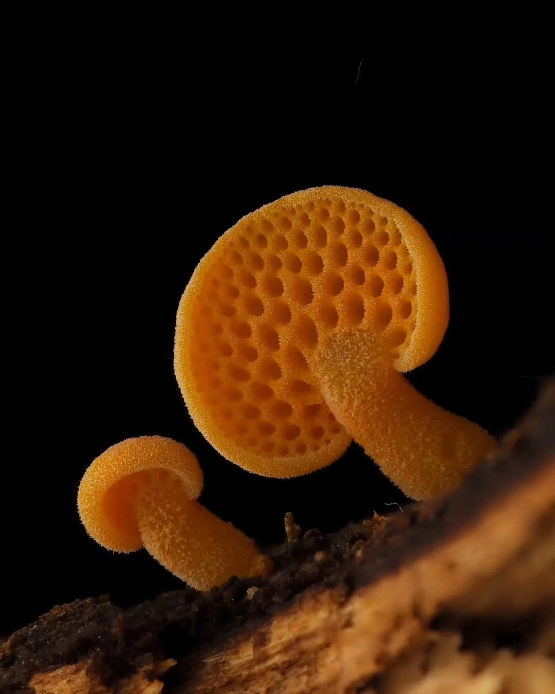 Microfungi under a macro lens - Mushrooms, Micro, Macro photography, The photo, Longpost