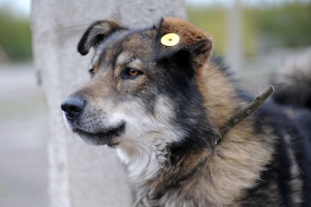 Mandatory registration of dogs will be introduced in Tatarstan from January 1 - Tatarstan, Dog, Chipping, Law