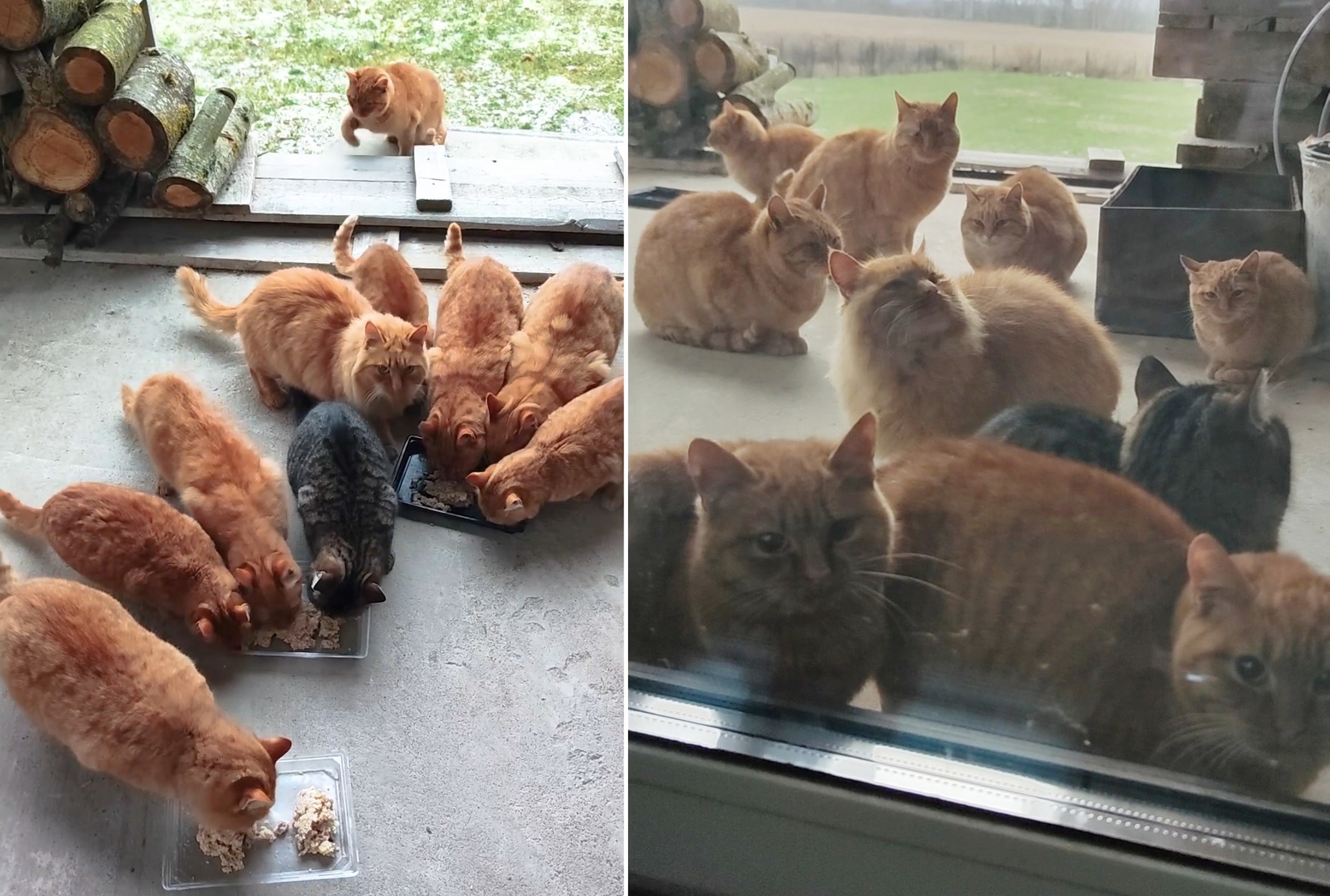 Just a few days ago I had exactly 0 cats, and now there are 12! And I don't quite understand what to do with it... - My, The rescue, Shelter, cat, Cat family, Good league, Animal Rescue, Overexposure, A life, Pets, Care, Kindness, Cat lovers, Pet the cat, Video, Vertical video, Soundless, Longpost