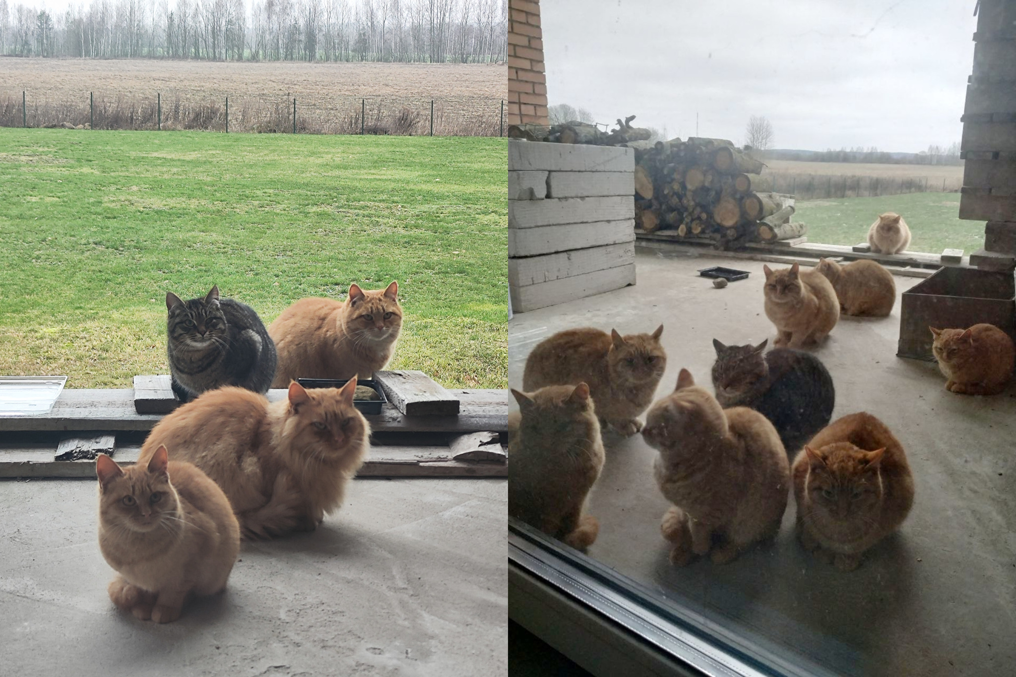 Just a few days ago I had exactly 0 cats, and now there are 12! And I don't quite understand what to do with it... - My, The rescue, Shelter, cat, Cat family, Good league, Animal Rescue, Overexposure, A life, Pets, Care, Kindness, Cat lovers, Pet the cat, Video, Vertical video, Soundless, Longpost