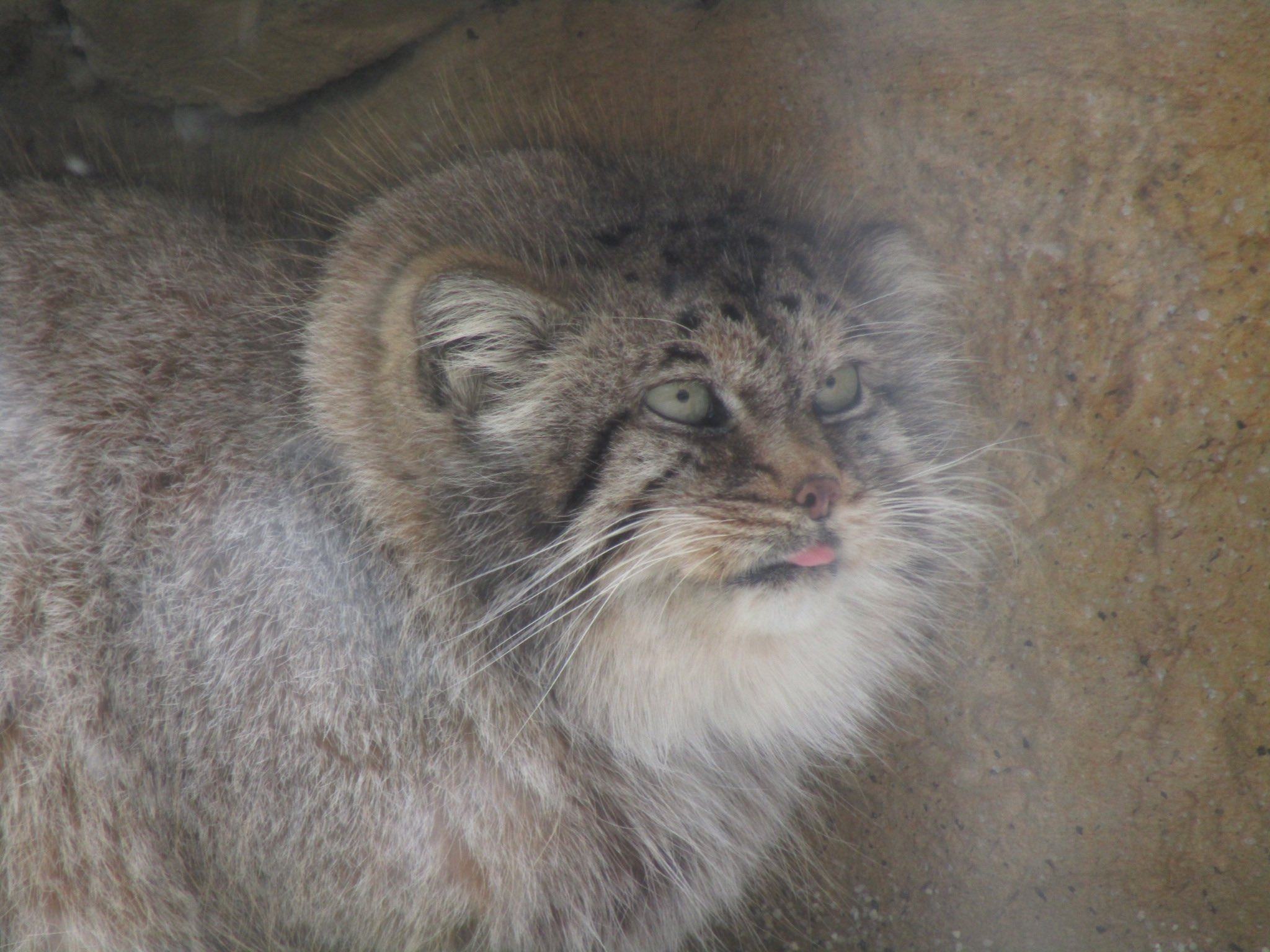 This is a hood!!! - Wild animals, Zoo, Predatory animals, Cat family, Pallas' cat, Small cats