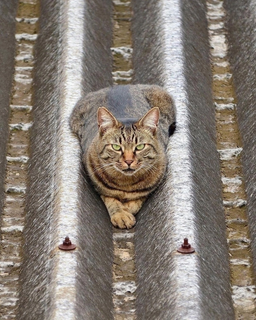 How photogenic he is - The photo, cat, Photogenic, Longpost