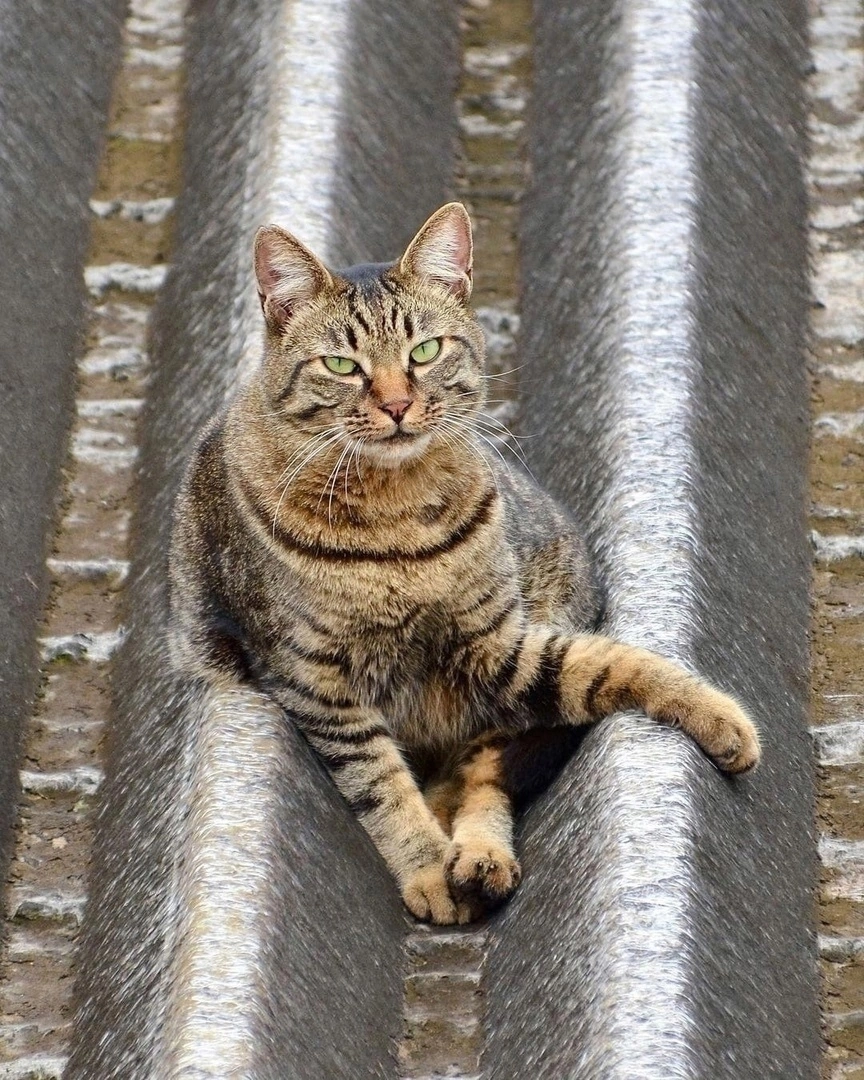 How photogenic he is - The photo, cat, Photogenic, Longpost