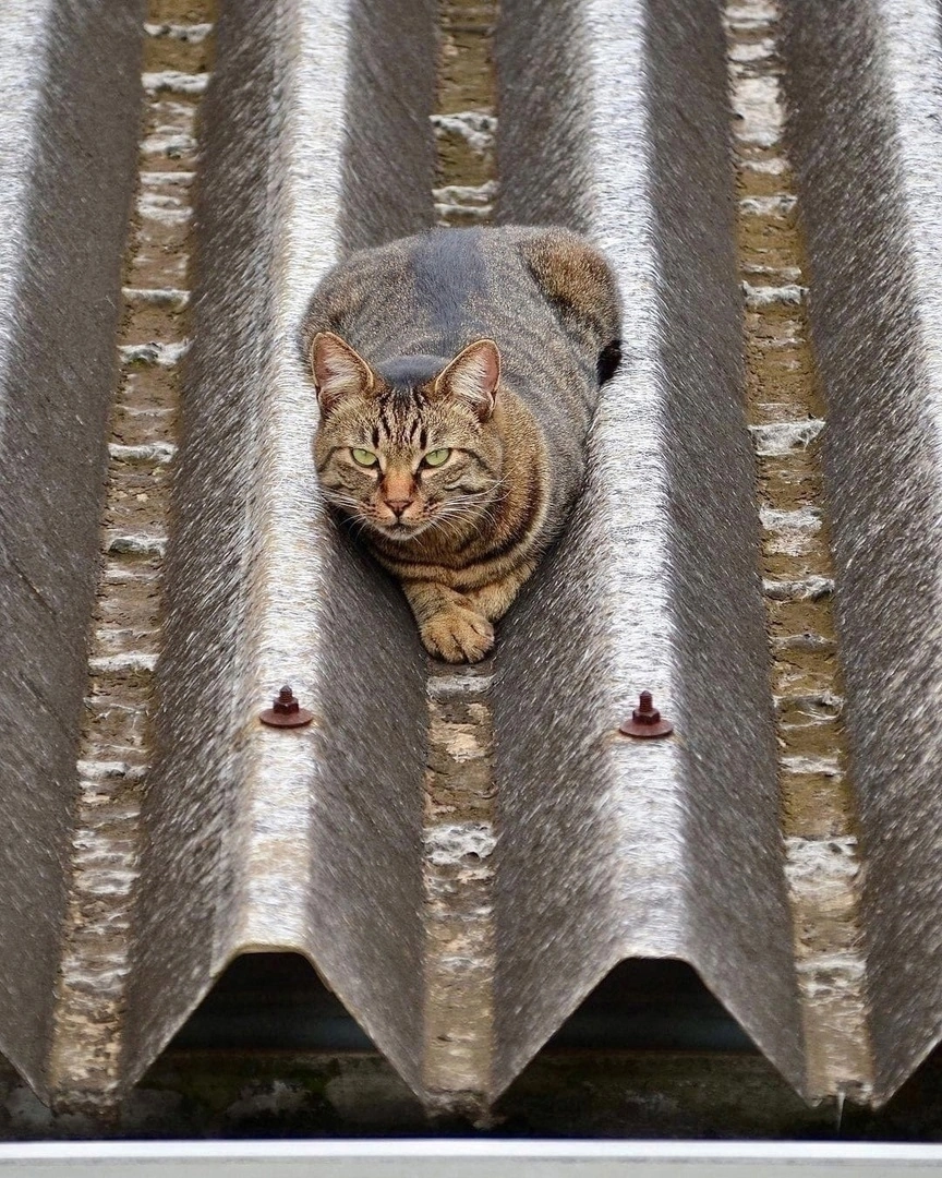 How photogenic he is - The photo, cat, Photogenic, Longpost