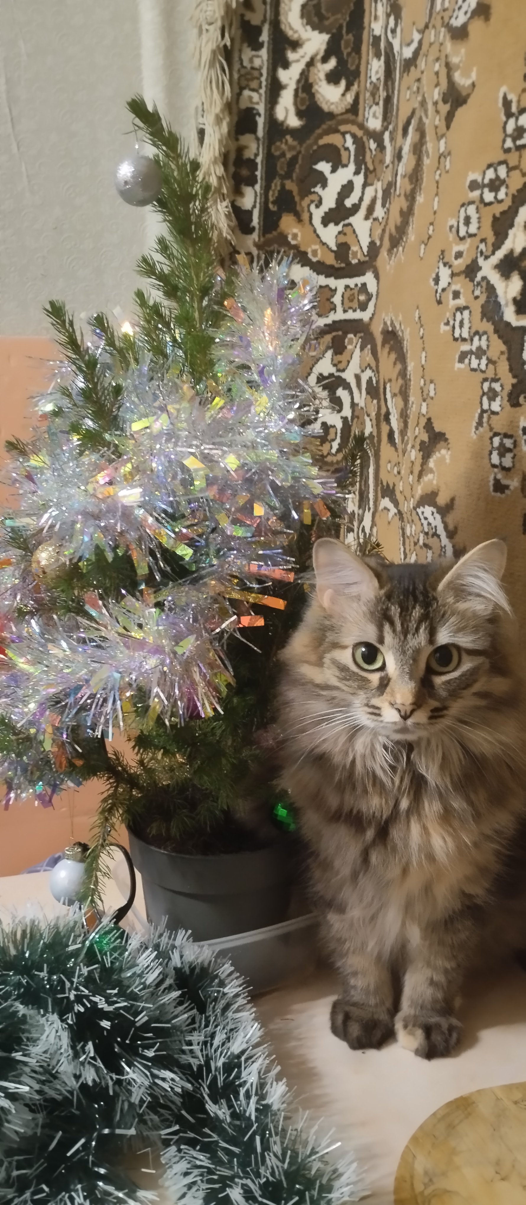Бусильда Котьевна поздравляет всех с наступающим Новым годом! | Пикабу