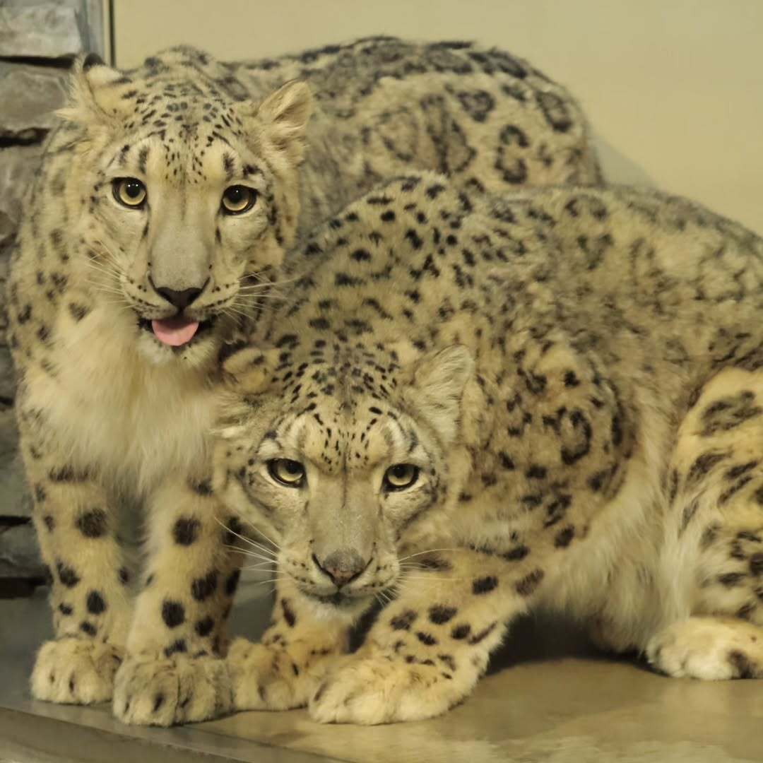 Порно құлақ карнат