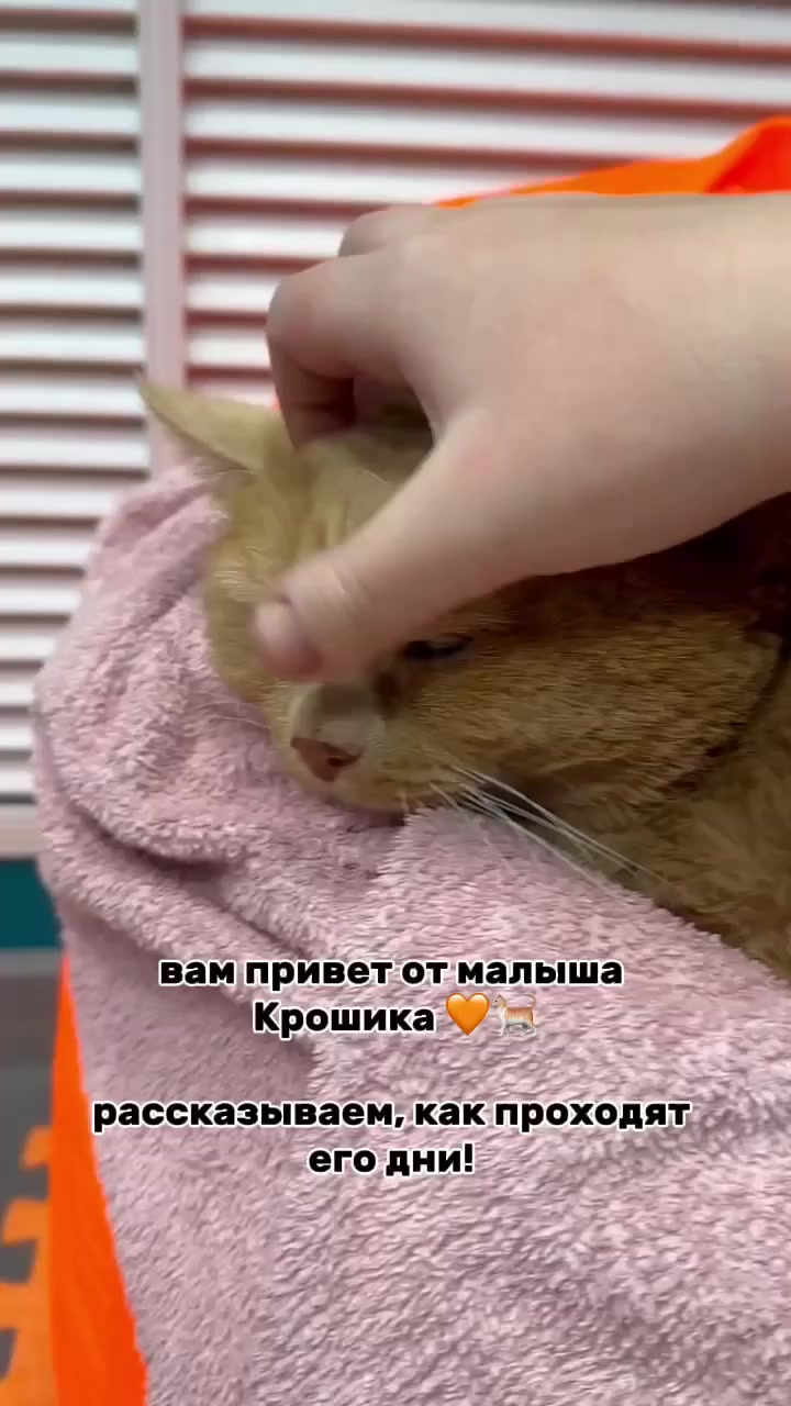 Кот крошик пытался сбежать. Кот крошик пытался сбежать