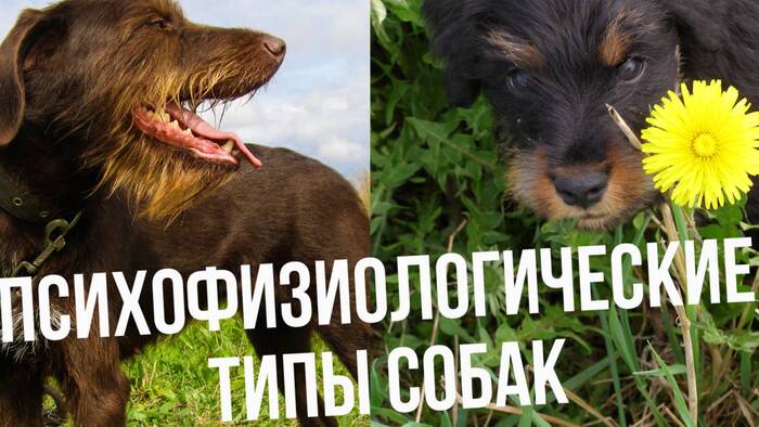 Предпросмотр